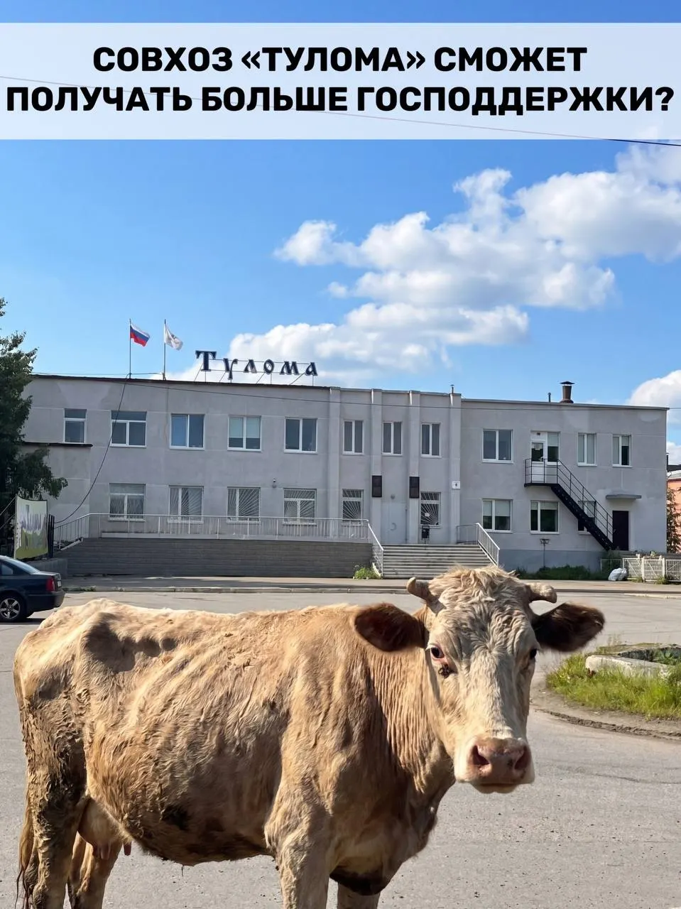 Минсельхоз разрешил субсидировать молочные предприятия с долей гос/муниц.права более 25%. Для Мурманской области это важно, но сотрудники совхоза Тулома жалуются на нехватку кормов, долги и риск потерь поголовья.