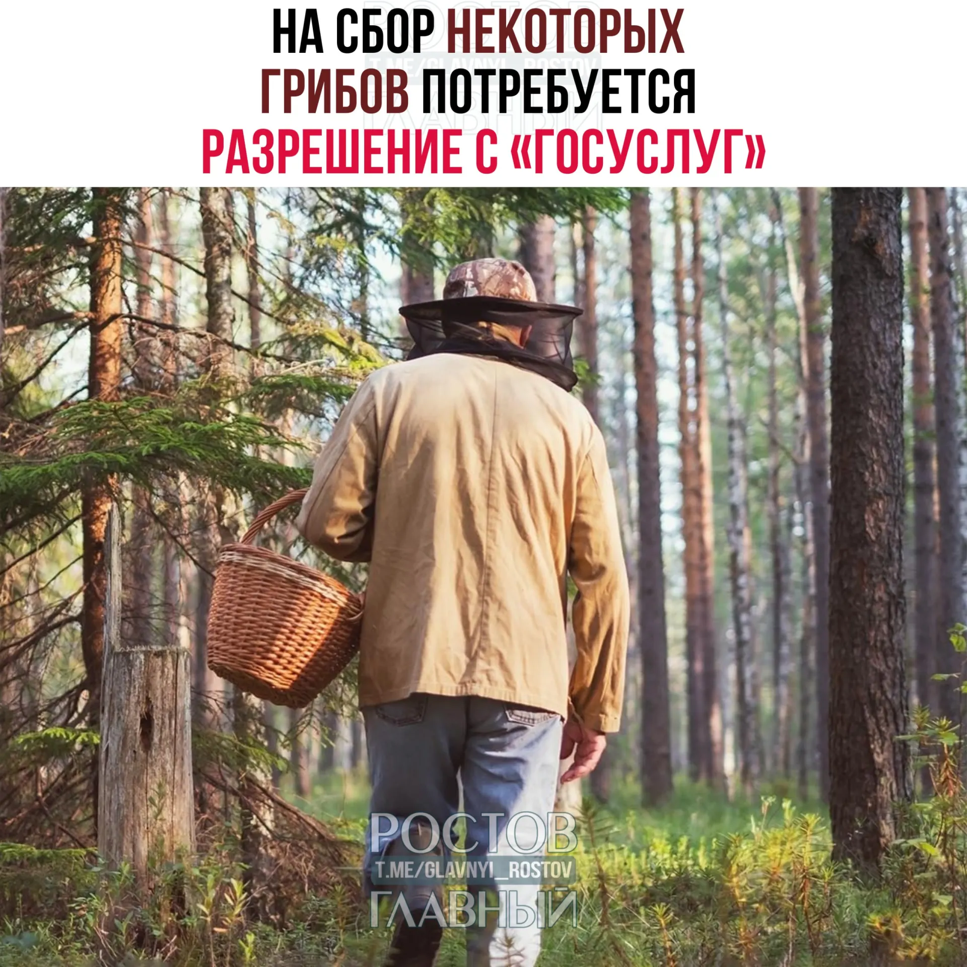 С 1 сентября 2027 года для сбора отдельных редких видов грибов потребуется разрешение, заявление будут рассматривать до 15 дней; за сбор грибов, включённых в Красную книгу, без пропуска грозит уголовная ответственность.