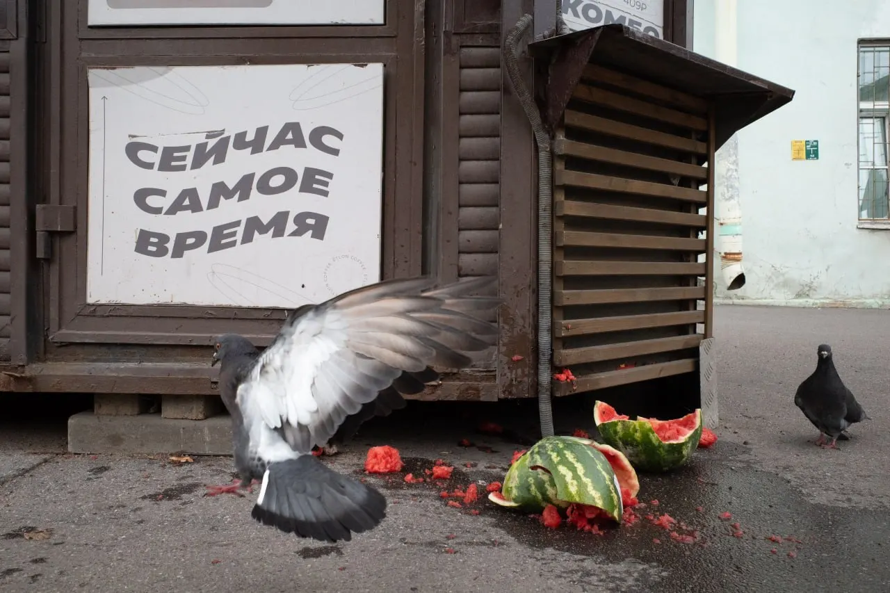 В Петербурге и Ленобласти фиксируются штрафы за антивоенные высказывания; по России идут выборы и кадровые перестановки в Минобороны.