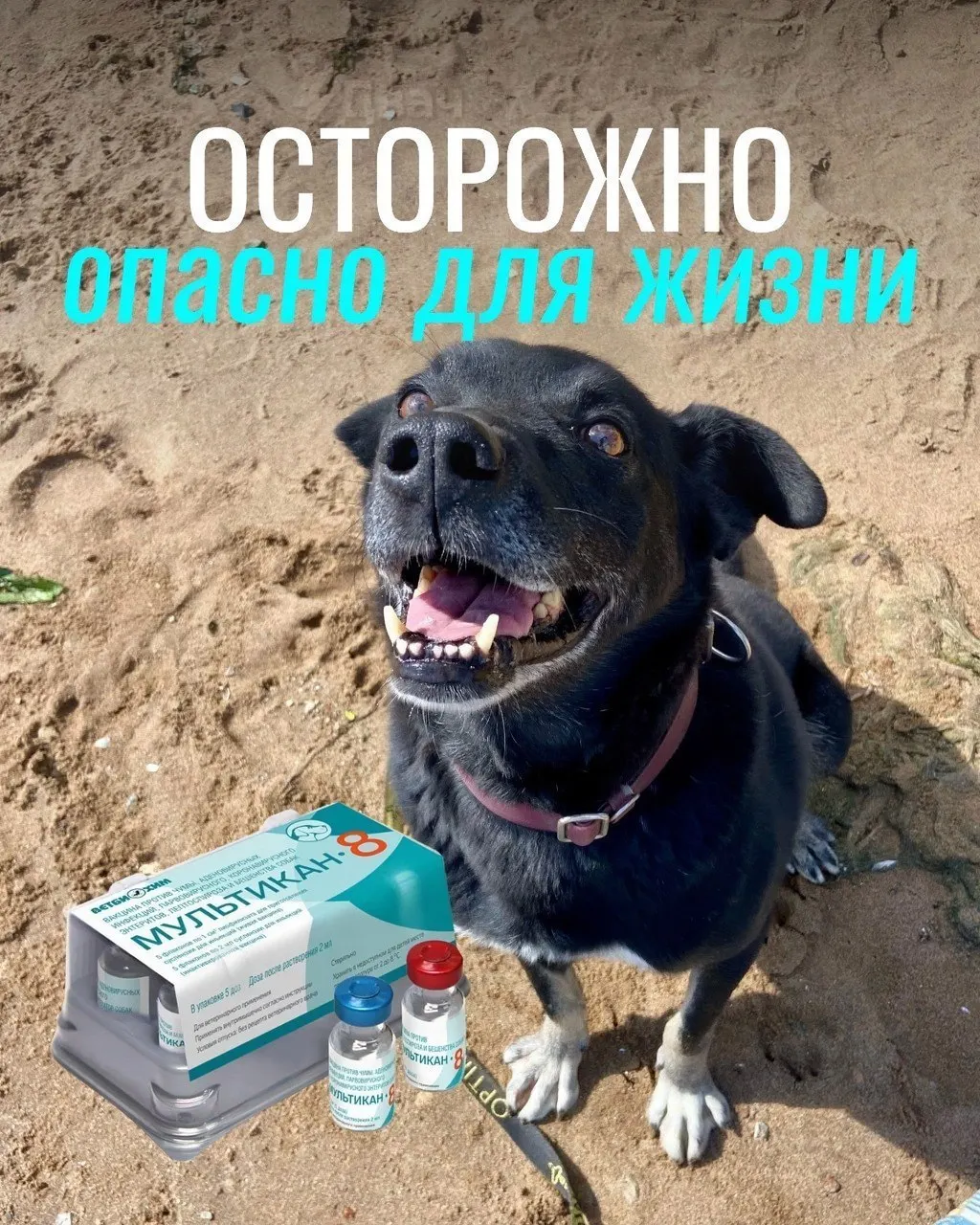 Владельцы сообщают о тяжелых реакциях после прививки вакциной «Мультикан‑8»; часть партий вакцины изъята для проверки, доказательства связи с гибелью пока отсутствуют.